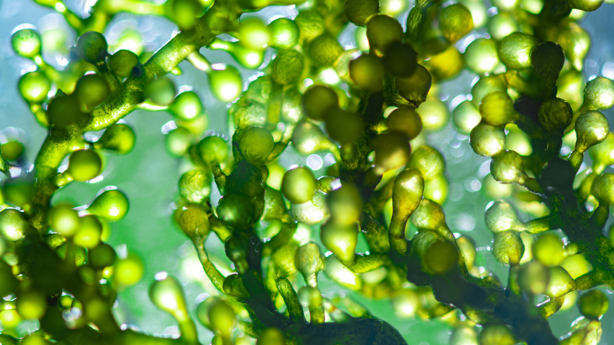 Aerocysts of green sea algae 