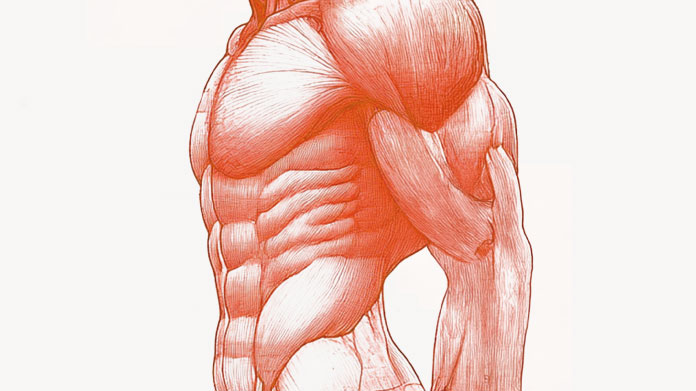 Die eiweißreichsten Lebensmittel