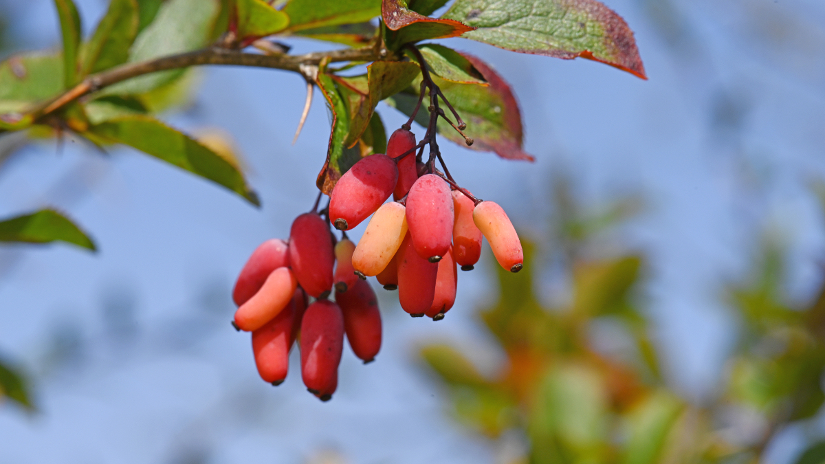 Berberis vulgaris or barberry rich in berberine