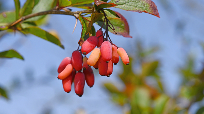 Berberis vulgaris ou épine-vinette riche en berbérine