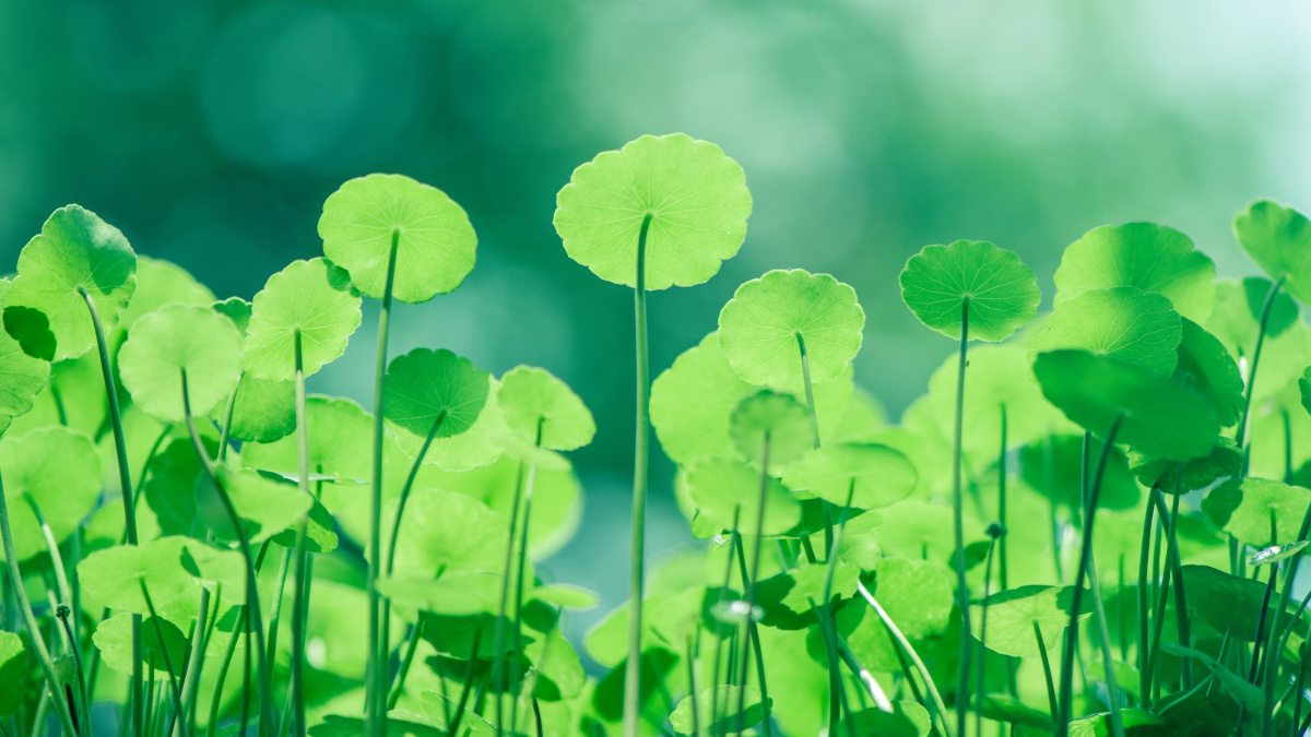 The plant Centella asiatica, also known as Hydrocotyle asiatica or Gotu kola