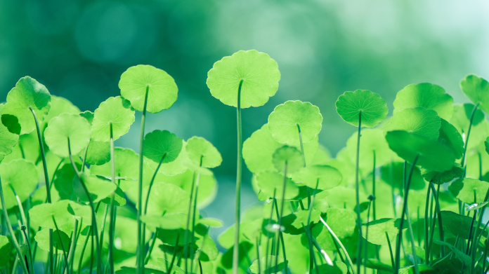 Die Pflanze Centella asiatica, Indischer Wassernabel oder Gotu Kola