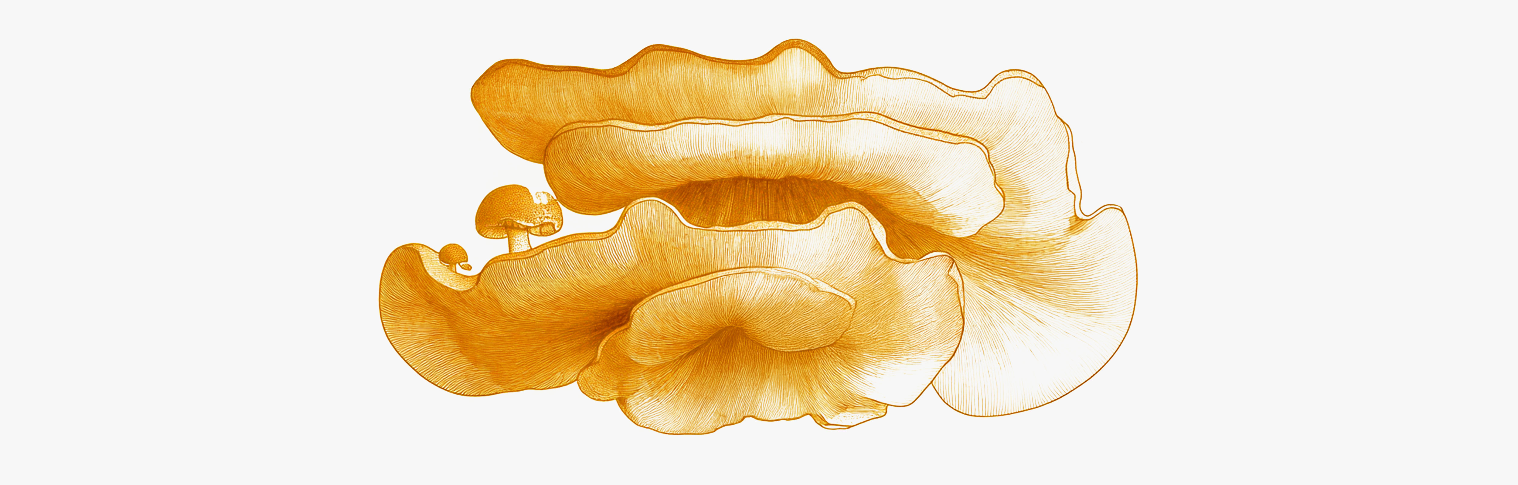 Fungo Antrodia per il fegato