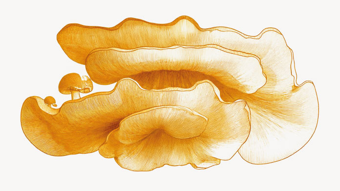 Antrodia-Pilz für die Leber