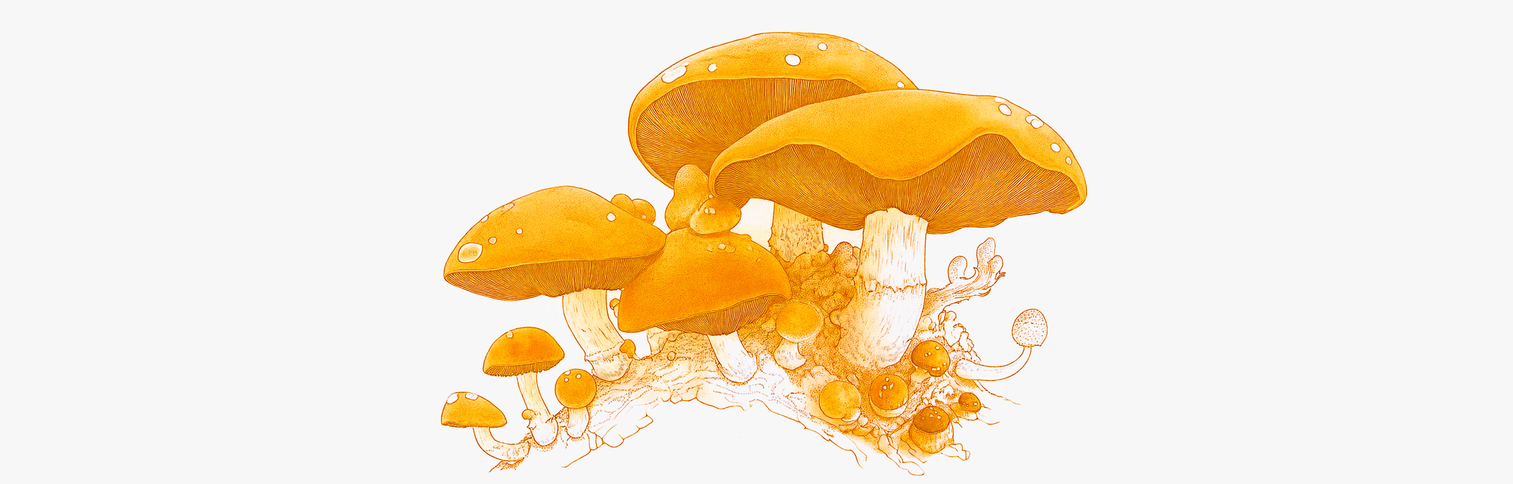 Retour des champignons médicinaux
