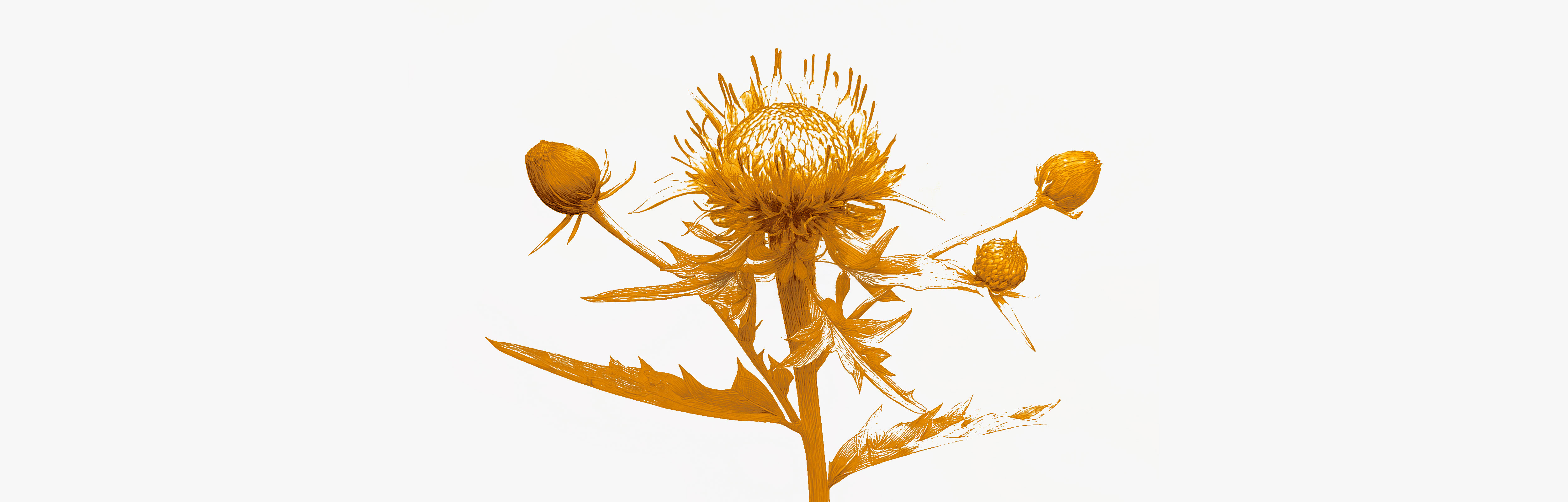 Benefits of milk thistle for liver health