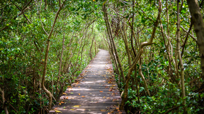 Bosque SuperSmart en el manglar