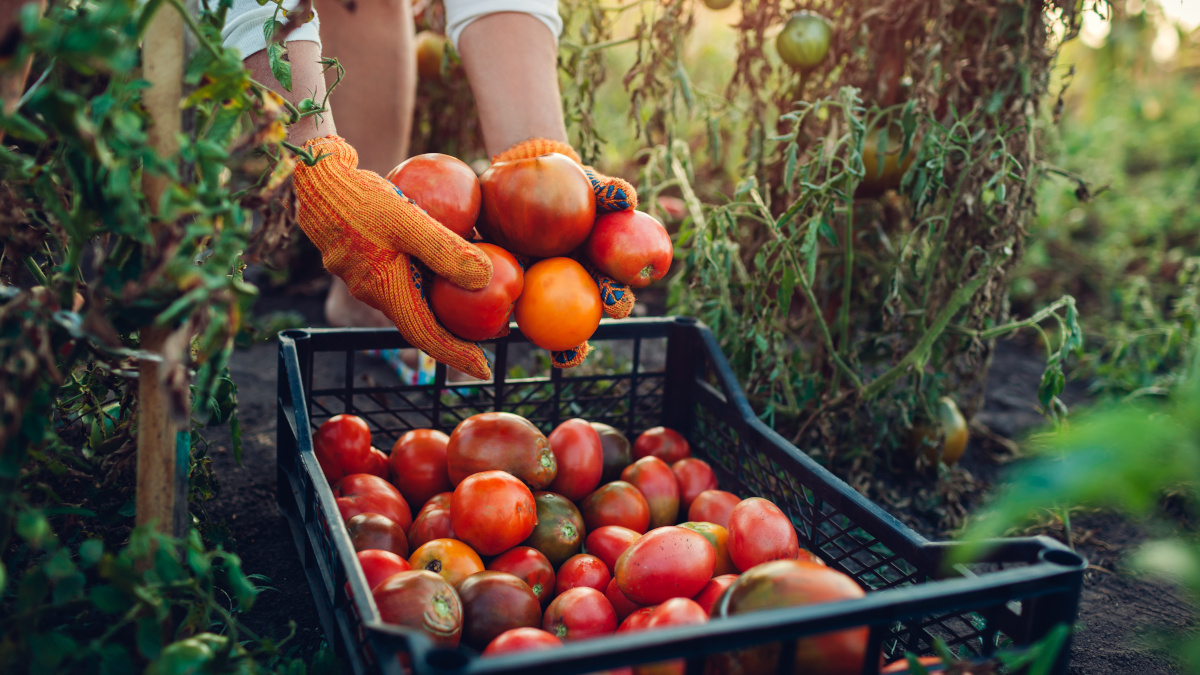 Colheita de frutas e legumes bio