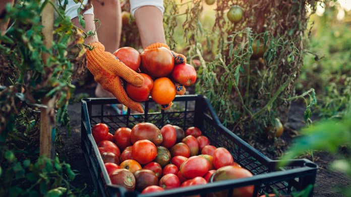 Harvesting organic fruits and vegetables