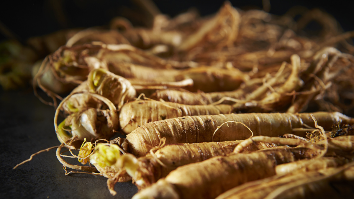 Wortels van ginseng om het immuunsysteem te versterken 