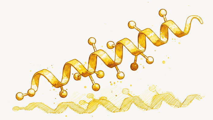 Le GLP-1 pourrait aider a lutter contre la steatose hepatique