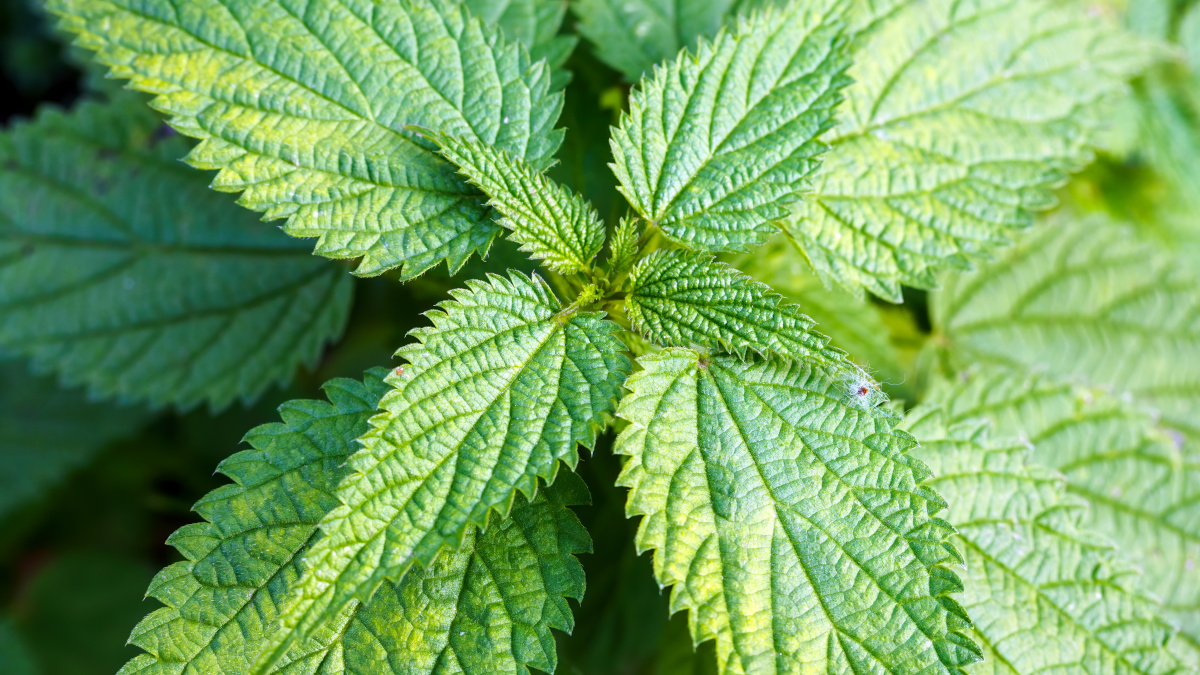 Common nettle Urtica dioica