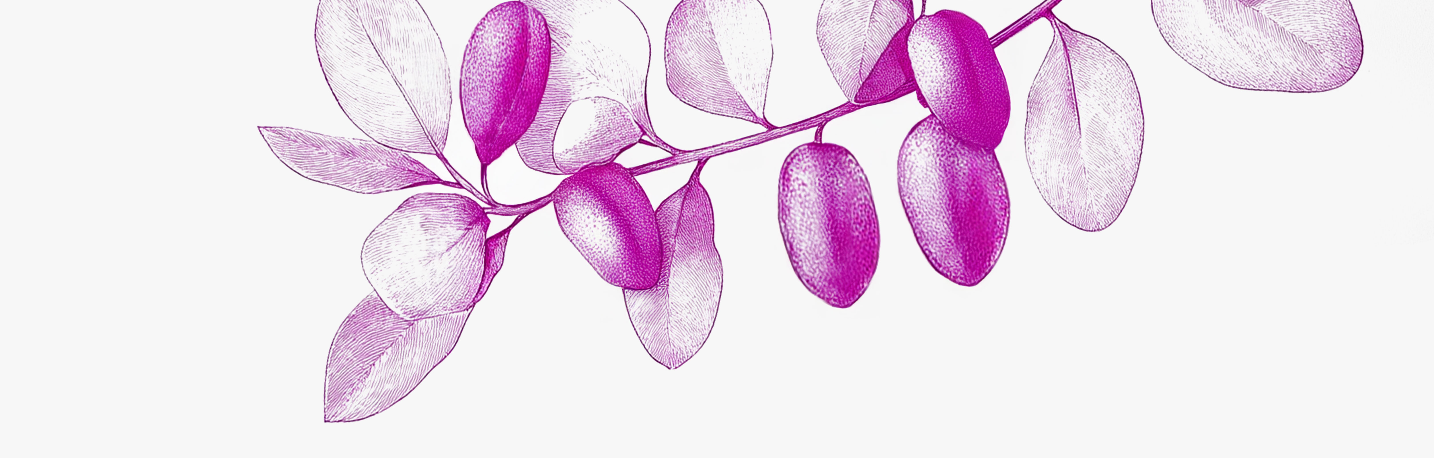 How long does it take to feel the effects of griffonia?