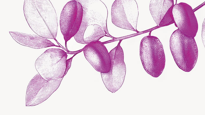 Nach wie viel Zeit spürt man die Wirkung von Griffonia?