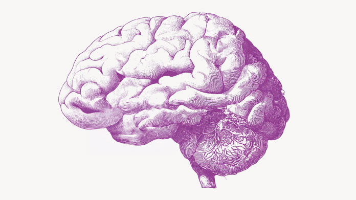 Studien und Inhaltsstoffe für das Gedächtnis