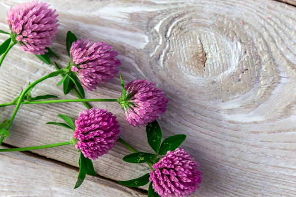 red clover flowers