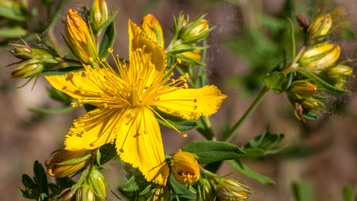 Flor amarela do hipericão ou Hypericum Perforatum