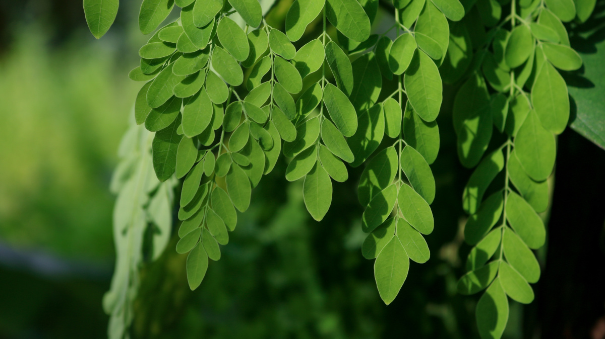 Virtudes da moringa