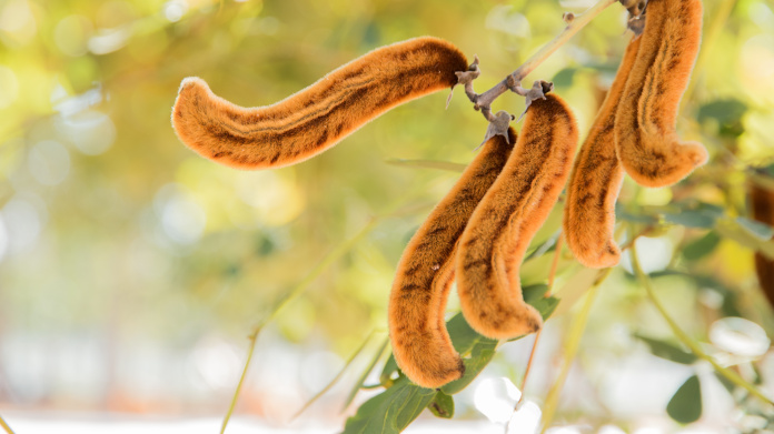 Vagens de feijão-da-flórida ou Mucuna pruriens