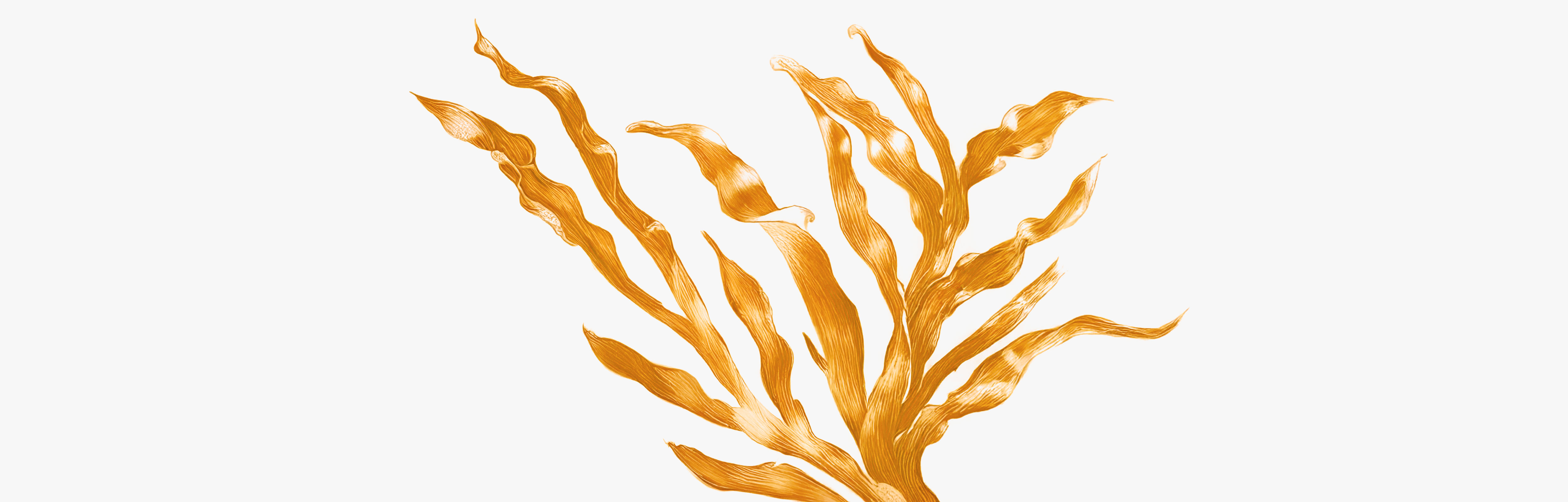 Uses of phycocyanin, spirulina’s natural pigment