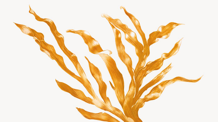 Anwendungen von Phycocyanin, dem natürlichen Pigment der Spirulina