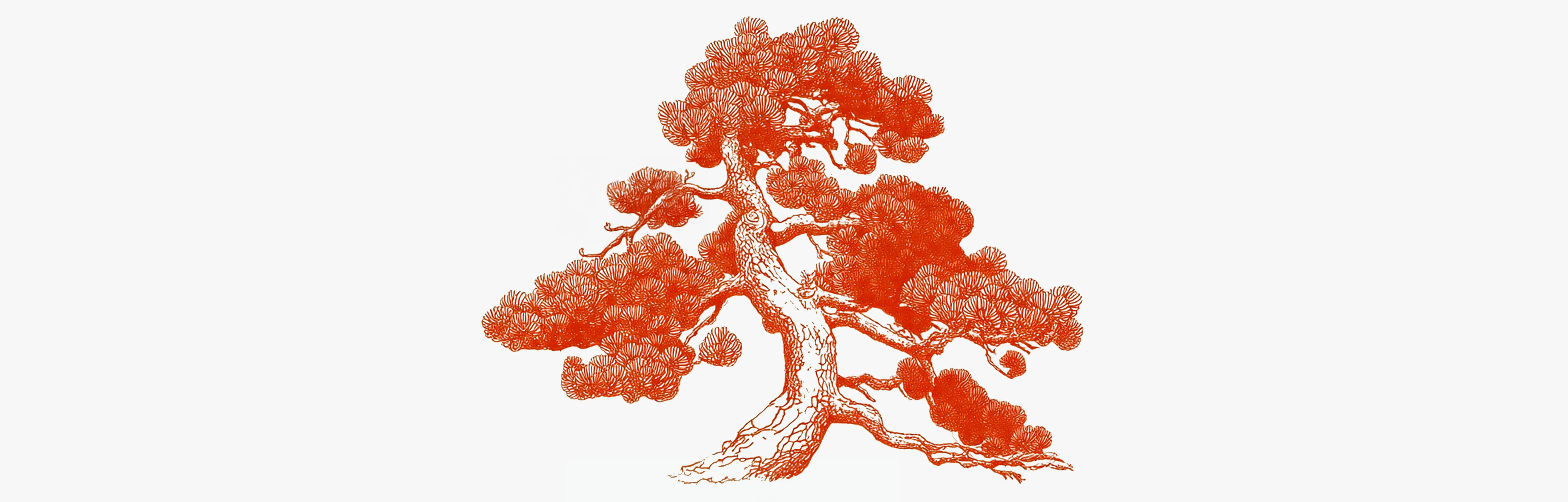 Maritime pine anti-cellulite