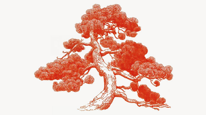 Seekiefer gegen Cellulite