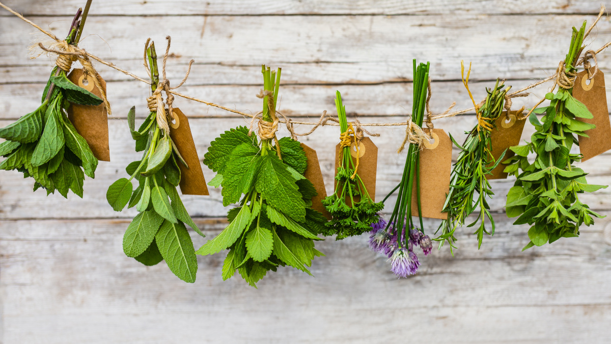 Plantes aromatiques et médicinales qui sèchent