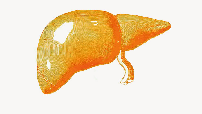 Les bienfaits potentiels des polyphenols pour le foie