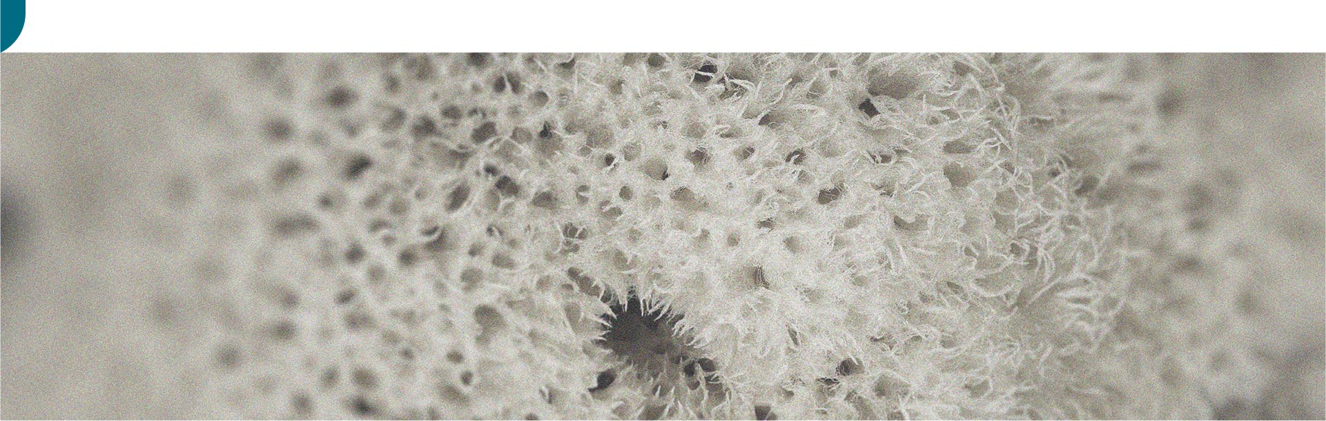 The specific effectiveness of spore-forming probiotics