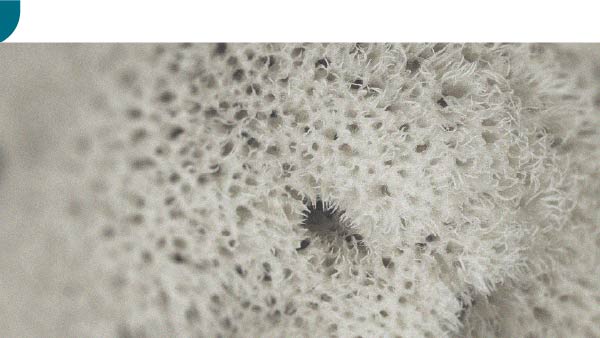 The specific effectiveness of spore-forming probiotics