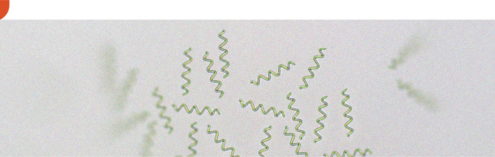 Spirulina may help with weight loss