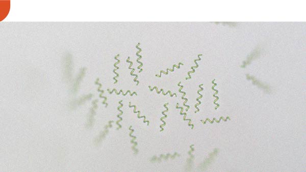 Spirulina may help with weight loss