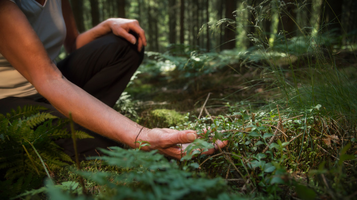 Sylvotherapie in het bos 