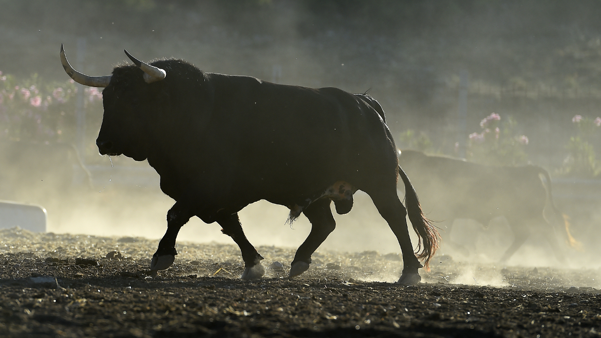 Muskulöser Stier im Profil beim Laufen im Freien