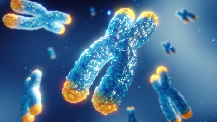 Telomerase nos cromossomas