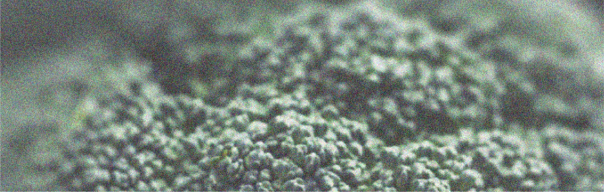 Certains aliments pourraient nuire à l’équilibre hormonal