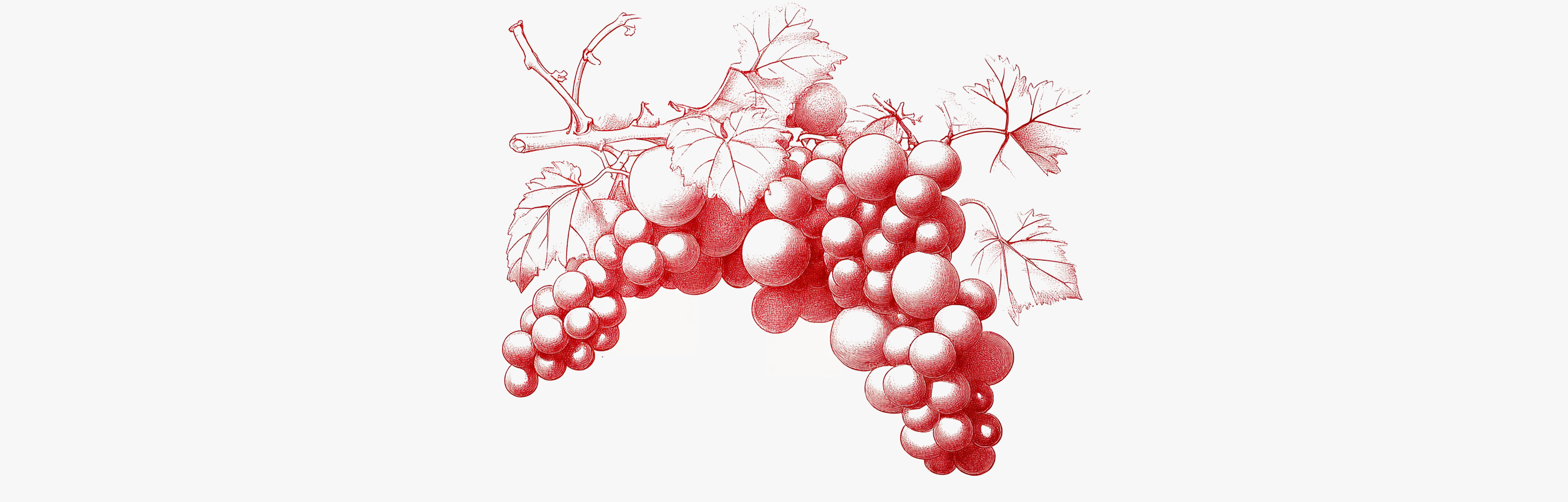 All you need to know about red vine