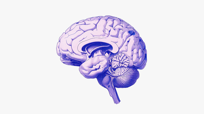 Vitamines pour la mémoire et le cerveau